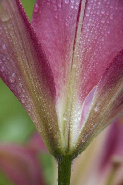 Maine, Harpswell Pink lily covered in dew